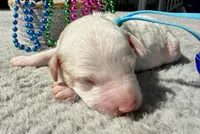Blaze, a male Poodle - Miniature  for sale in Lakeland, FL – 4 of 9