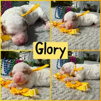 Glory , a male Poodle - Miniature  for sale in Lakeland, FL – 4 of 10