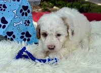 Blaze, a male Poodle - Miniature  for sale in Lakeland, FL – 8 of 10