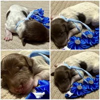 Twinkle , a female Double Doodle for sale in Lakeland, FL – 5 of 9