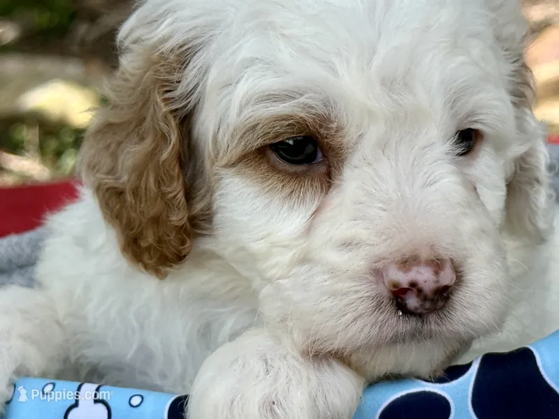 Blaze – Poodle - Miniature  puppy for sale in Lakeland, FL