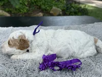 Teddy, a male Poodle - Miniature  for sale in Lakeland, FL – 8 of 9