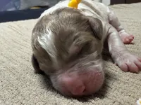 Howling, a male Double Doodle for sale in Lakeland, FL – 4 of 10