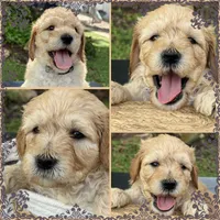 Buster, a male Goldendoodle for sale in Lakeland, FL – 7 of 7