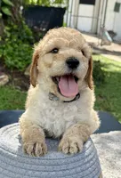 Buster, a male Goldendoodle for sale in Lakeland, FL – 5 of 7