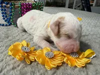 Glory , a male Poodle - Miniature  for sale in Lakeland, FL – 7 of 10
