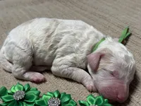 Boo-Boo, a male Double Doodle for sale in Lakeland, FL – 5 of 9