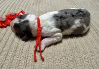 Candy corn , a male Double Doodle for sale in Lakeland, FL – 8 of 8