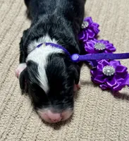 Spooky, a male Double Doodle for sale in Lakeland, FL – 5 of 8