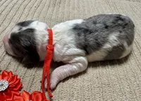 Candy corn , a male Double Doodle for sale in Lakeland, FL – 2 of 8