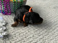 Star, a female Poodle - Miniature  for sale in Lakeland, FL – 7 of 9