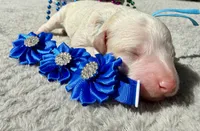 Blaze, a male Poodle - Miniature  for sale in Lakeland, FL – 5 of 9