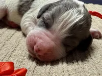 Candy corn , a male Double Doodle for sale in Lakeland, FL – 4 of 8