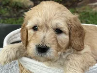Buster, a male Goldendoodle for sale in Lakeland, FL – 4 of 7