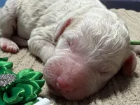 Boo-Boo, a male Double Doodle for sale in Lakeland, FL – 6 of 9