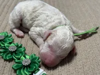 Boo-Boo, a male Double Doodle for sale in Lakeland, FL – 9 of 9