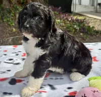 Blossom, a female Aussiedoodle for sale in Lakeland, FL – Photo 6 of 10