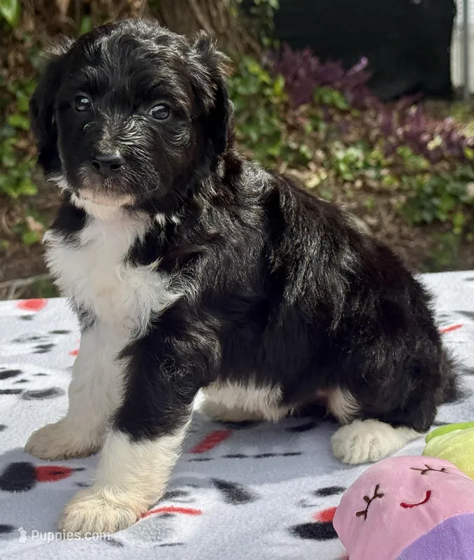 Blossom – Aussiedoodle puppy for sale in Lakeland, FL