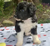 Blossom, a female Aussiedoodle for sale in Lakeland, FL – Photo 8 of 10