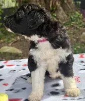 Blossom, a female Aussiedoodle for sale in Lakeland, FL – Photo 4 of 10