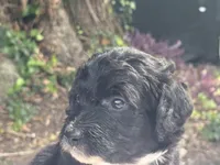 Blossom, a female Aussiedoodle for sale in Lakeland, FL – Photo 5 of 10
