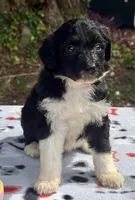 Blossom, a female Aussiedoodle for sale in Lakeland, FL – Photo 2 of 10