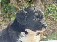 Blossom, a female Aussiedoodle for sale in Lakeland, FL – Photo 7 of 10