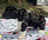 Blossom, a female Aussiedoodle for sale in Lakeland, FL – Photo 10 of 10