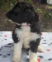 Blossom, a female Aussiedoodle for sale in Lakeland, FL – Photo 3 of 10