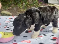 Blossom, a female Aussiedoodle for sale in Lakeland, FL – Photo 9 of 10