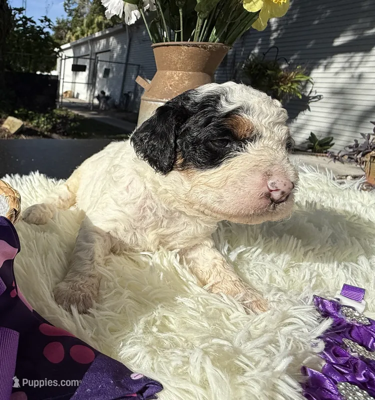 Liberty  – Poodle - Miniature  puppy for sale in Lakeland, FL