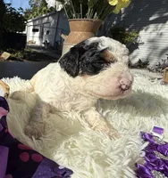 Liberty , a female Poodle - Miniature  for sale in Lakeland, FL – 1 of 1