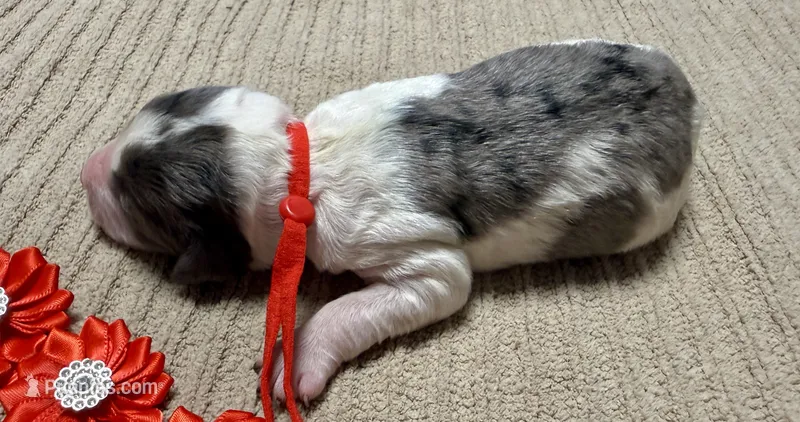 Candy corn  – Double Doodle puppy for sale in Lakeland, FL