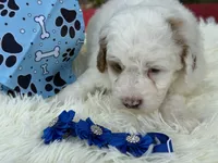 Blaze, a male Poodle - Miniature  for sale in Lakeland, FL – 9 of 10