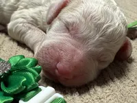 Boo-Boo, a male Double Doodle for sale in Lakeland, FL – 2 of 9