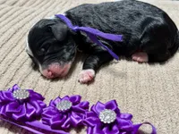 Spooky, a male Double Doodle for sale in Lakeland, FL – 6 of 8