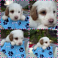 Blaze, a male Poodle - Miniature  for sale in Lakeland, FL – 5 of 10