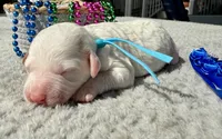 Blaze, a male Poodle - Miniature  for sale in Lakeland, FL – 8 of 9