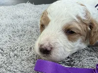 Teddy, a male Poodle - Miniature  for sale in Lakeland, FL – 2 of 9