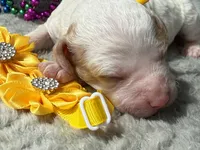 Glory , a male Poodle - Miniature  for sale in Lakeland, FL – 9 of 10