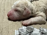 Casper , a female Double Doodle for sale in Lakeland, FL – 5 of 6