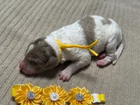 Howling, a male Double Doodle for sale in Lakeland, FL – 9 of 10