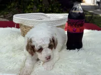 Glory , a male Poodle - Miniature  for sale in Lakeland, FL – 6 of 10