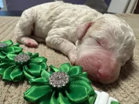 Boo-Boo, a male Double Doodle for sale in Lakeland, FL – 3 of 9