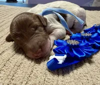 Twinkle , a female Double Doodle for sale in Lakeland, FL – 9 of 9
