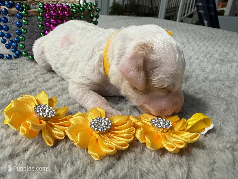 Glory  – Poodle - Miniature  puppy for sale in Lakeland, FL