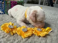 Glory , a male Poodle - Miniature  for sale in Lakeland, FL – 1 of 10