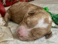 Asher, a female Poodle - Miniature  for sale in Lakeland, FL – Photo 6 of 10