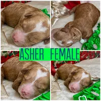 Asher, a female Poodle - Miniature  for sale in Lakeland, FL – Photo 1 of 10