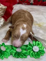 Asher, a female Poodle - Miniature  for sale in Lakeland, FL – Photo 4 of 10